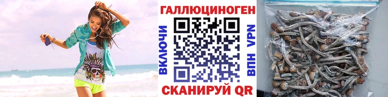 Псилоцибиновые грибы Psilocybine cubensis  Лакинск 